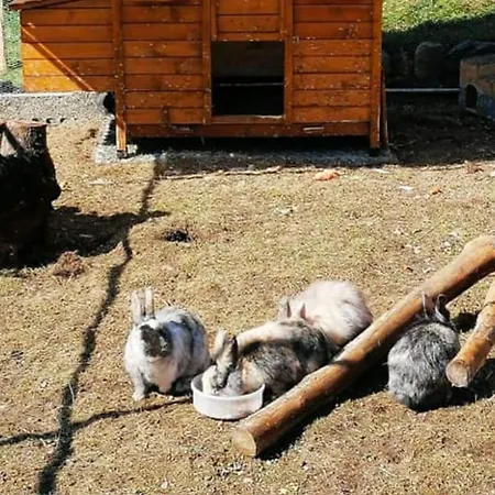 Camping Mobil Avec Animaux - 4 Pers. - Api-1-52-2972